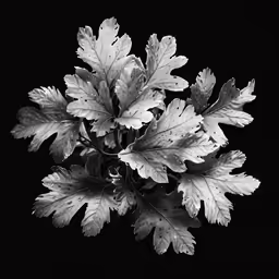 a black and white photo of leafy plant
