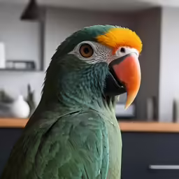 a large parrot is standing by itself in the kitchen