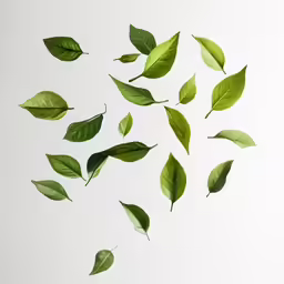 some green leaves floating in the air