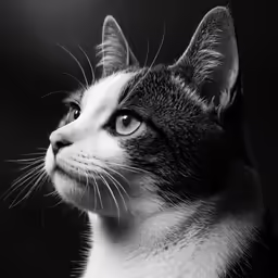 a cat with black and white fur is staring to the side