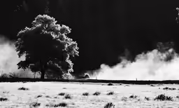 a black and white photo of a tree near many smoke