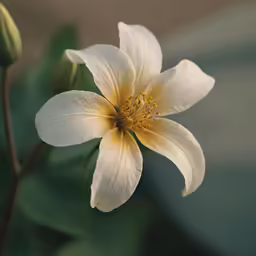 a flower with yellow stigmas is photographed here