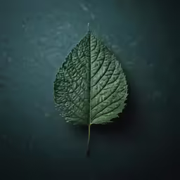 a green leaf that is on the side of a table
