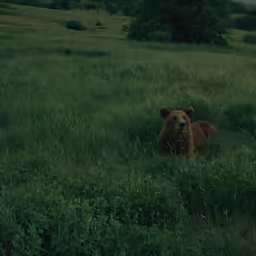 the brown bear is laying in a field