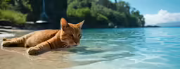 an orange cat is laying on the beach