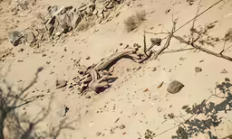 the animal is laying down on the sand