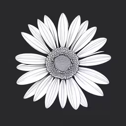 a close up of a white flower with a black background,the white daisy is on black background,a single flower is shown on a black background,a white daisy sitting on top of a black surface,an artistic drawing of a white daisy flower