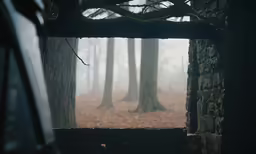 fog in the woods and light in the window