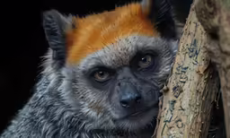 an orange and grey monkey is looking at something
