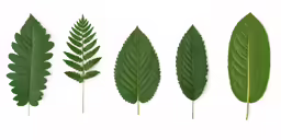 three types of leaves are shown here in this image