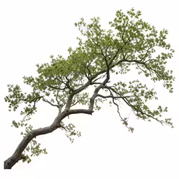 a tree with many leaves and branches