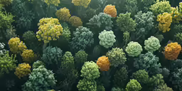 a view of a field of colorful plants