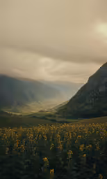 there is a field full of yellow flowers and hills