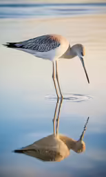 the bird is wading in the still water
