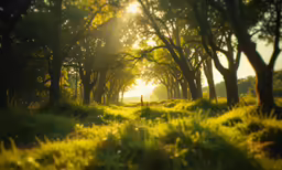 there is a lot of trees that are in the forest