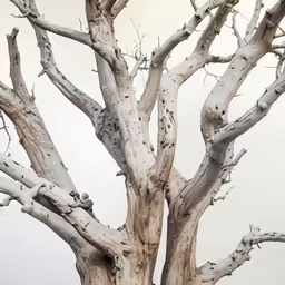 a bird perched on the side of a very tall white tree