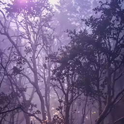 trees, sun and lights in the background