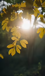 bright sunlight shining through the leaves of trees