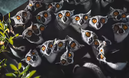 an animal with orange eyes has an audience in its enclosure