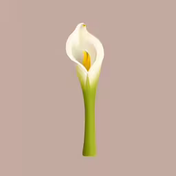 a white flower with yellow stamen in it