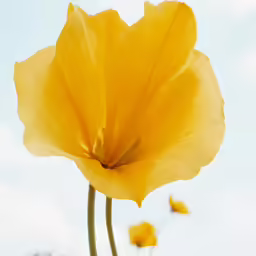 a single yellow flower with a sky background