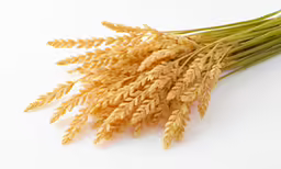 bunches of wheat ready to be served