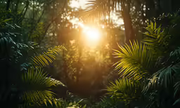 the sun shining through the trees into a green forest