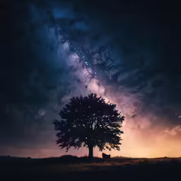 silhouette of a tree with stars over night sky