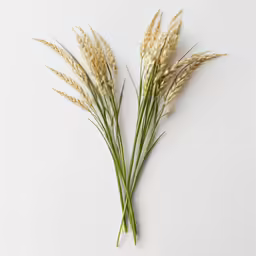 2 stems of dried grass sitting side by side