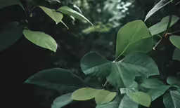a photo taken through a leafy tree looking toward some foliage