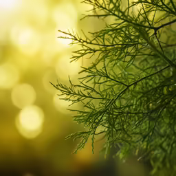 a pine tree is in the foreground with its green needles