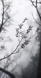 branch with buds and fog in winter forest