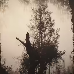 some trees in the fog with small dots of water on them