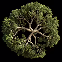 the top view of the tree with its branches spread