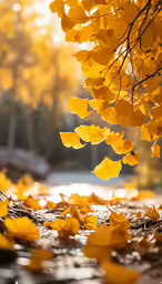 a tree with yellow leaves on the ground