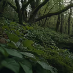 this forest has several trees in it