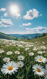 the sun shines brightly on some daisies in this photo