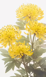 yellow flowers are growing on a stalk with green leaves