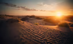 a sunset with small bushes on top of sand dunes