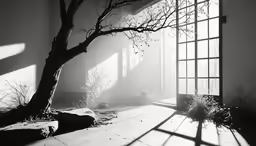 black and white image of a tree with its shadow