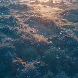 the sunlight shines through fog in the field