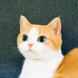 the cat has big eyes and brown and white fur