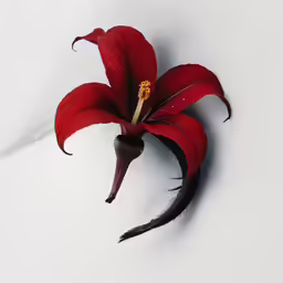 there is a single red flower on a white surface