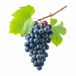 the grape cluster is on the vine