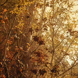 a fire hydrant surrounded by leaves and other trees
