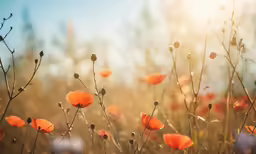 this is a colorful meadow with some red flowers