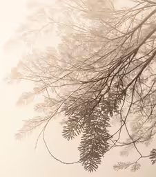 a picture of branches in the fog from below