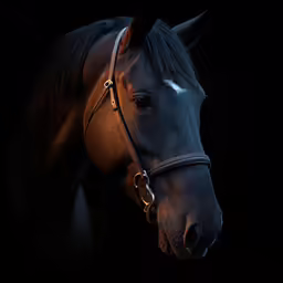 the head of a horse in the dark