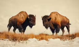 two buffalo standing in a snow covered field next to each other