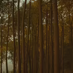 the tall trees are standing alone in the forest